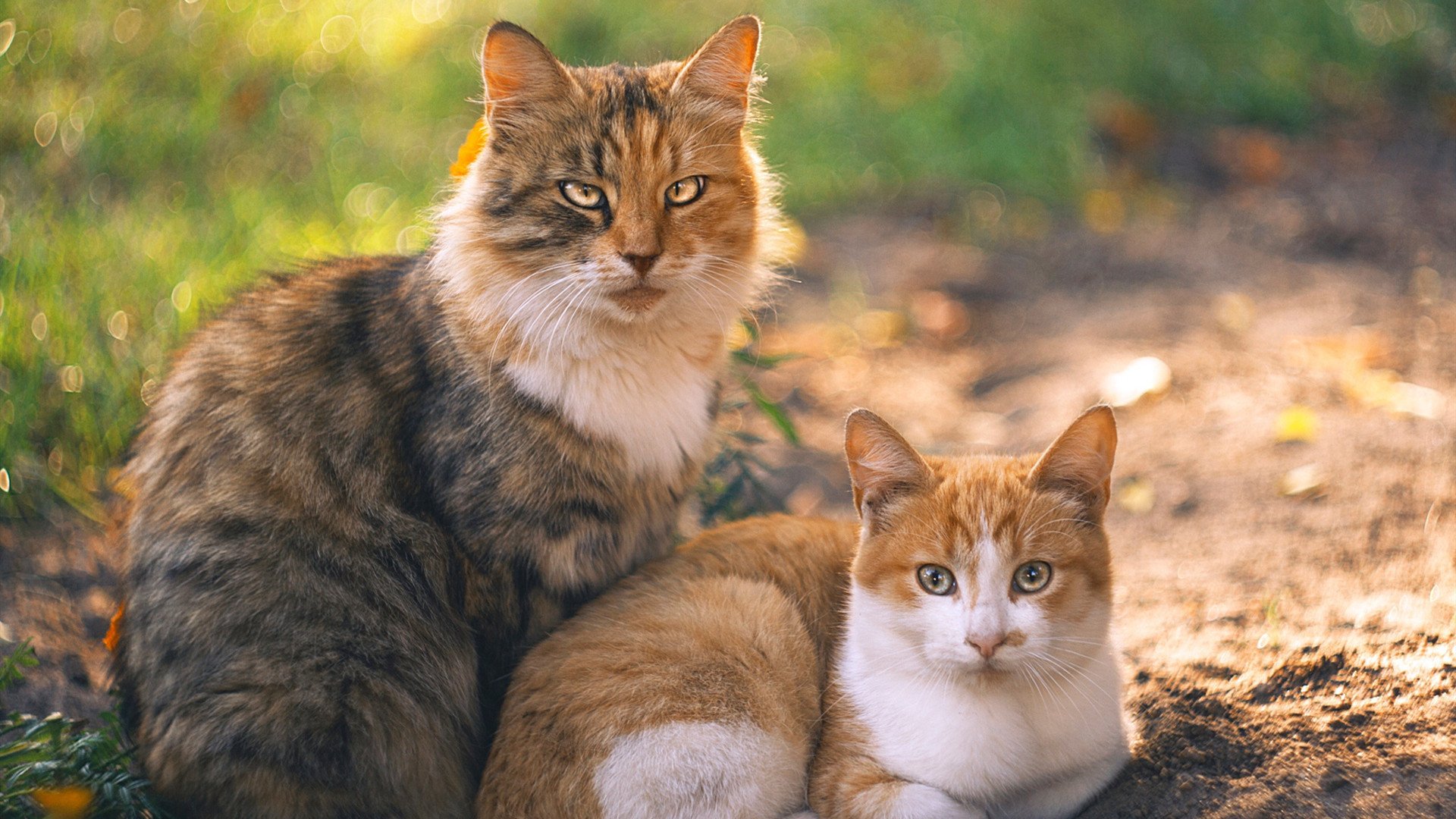 绿茵场上的双重叙事,美国粉碎爱尔兰神话,罗德里完成中场救赎