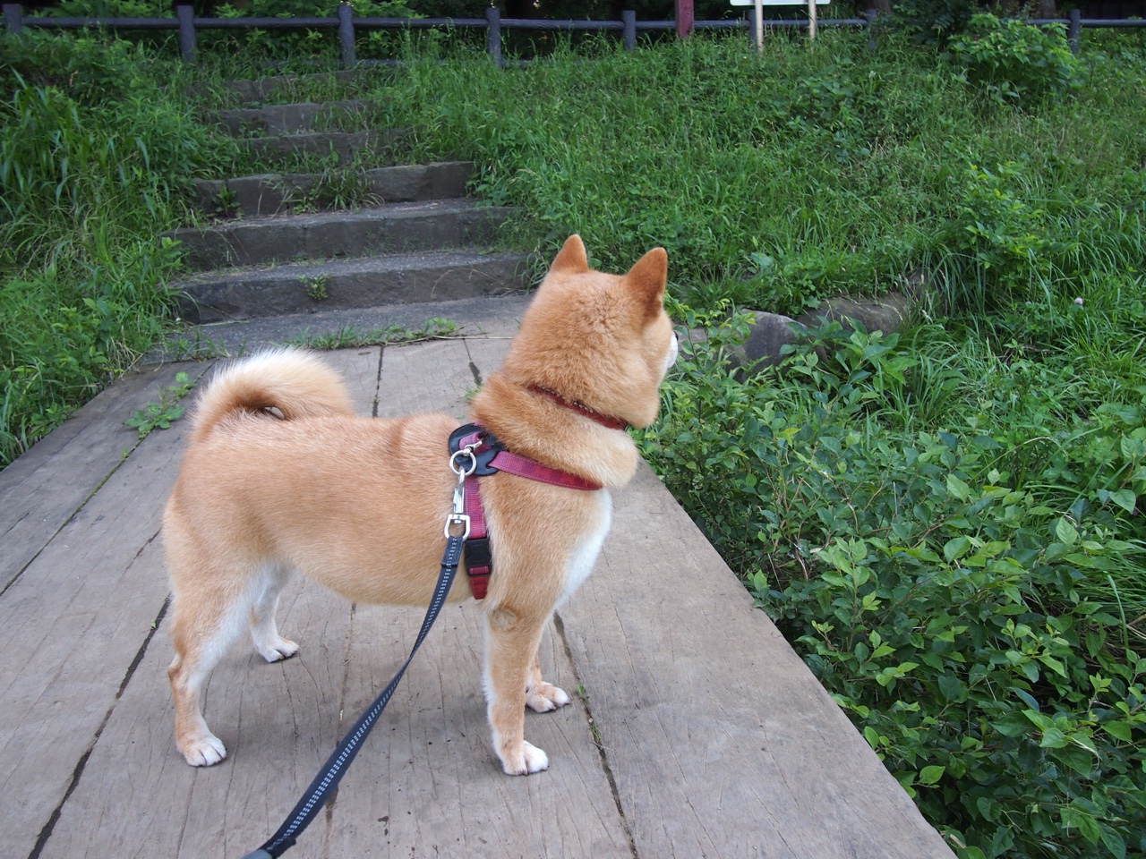 沙漠雄狮的怒吼,沙特联队如何以铁血防守粉碎马德里竞技,库尔图瓦神级扑救难挽败局