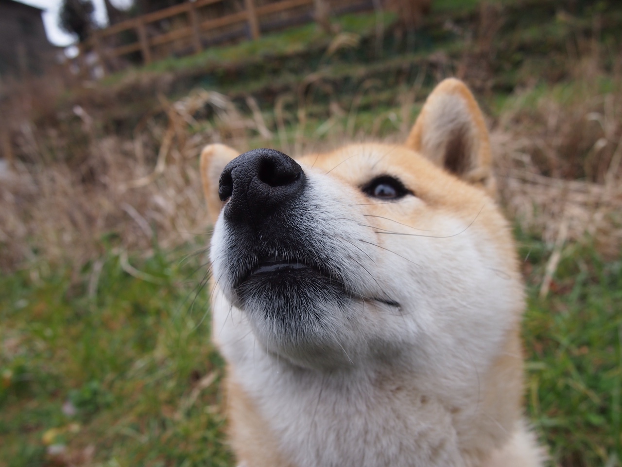 体系对天赋的胜利,广厦战术铁笼锁国王,东契奇节奏魔法盘活全队